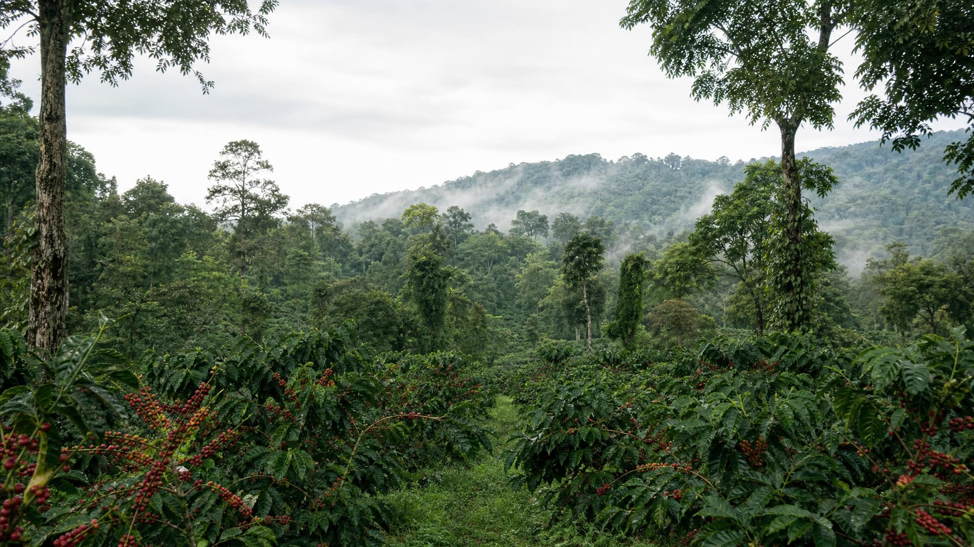 Coorg & Chikmagalur, Karnataka